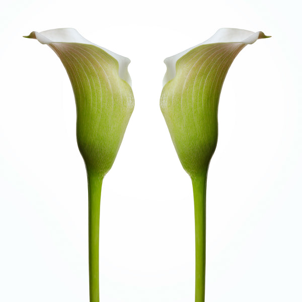 On White - Clean Background