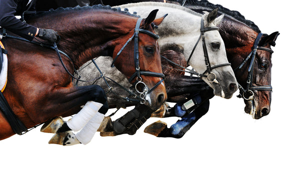 Horses, Equestrian & Heartland