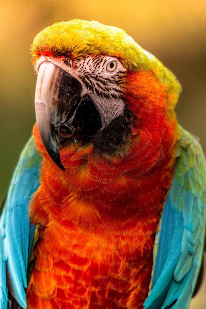 animal prints vibrant twilight sunset parrot water Wall Art waiting room vintage prints Office colorful Canvas art