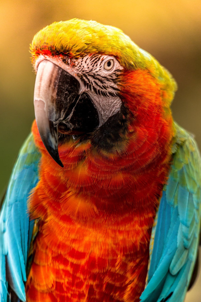 animal prints vibrant twilight sunset parrot water Wall Art waiting room vintage prints Office colorful Canvas art