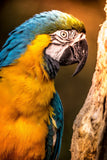 Colorful Blue & Yellow Parrot in the Evening Sun