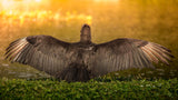 sunrise twilight sunset golden wings spreading wings bird water Wall Art waiting room vibrant twilight sunset prints Office honeybee deep blue sky colorful Canvas art animal prints