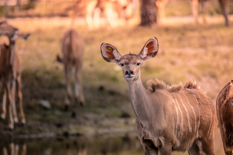 curious     cute     fawn     deer     water     Wall Art     waiting room     vibrant     twilight sunset     twilight     sunset     sunrise     prints     Office     golden     colorful     Canvas     art     animal prints