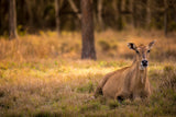 Relaxing Deer Sunset in the Tall Grass