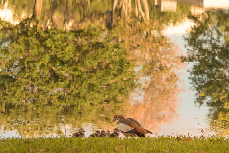 waters edge lake family adorable ducks Wall Art waiting room vibrant twilight sunset twilight sunset sunrise relaxing reflective prints peaceful Office golden cute curious couple colorful Canvas art animal print