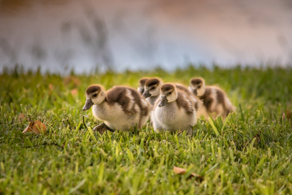 ducklings Wall Art waiting room vibrant twilight sunset twilight sunset sunrise relaxing reflective prints peaceful Office lake golden family ducks cute curious couple colorful Canvas art animal prints adorable