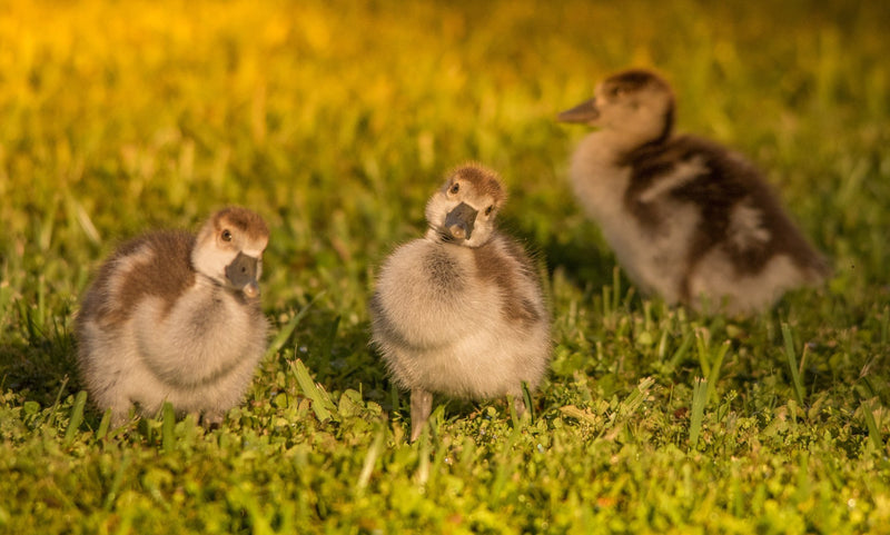 Wall Art     waiting room     vibrant     twilight sunset     twilight     sunset     sunrise     relaxing     reflective     prints     peaceful     Office     lake     golden     family     ducks     ducklings     cute     curious     couple     colorful     Canvas     art     animal prints     adorable