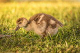 Handsome Duck Posing in the Golden Sun