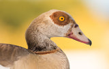 Handsome Duck in the Golden Sun