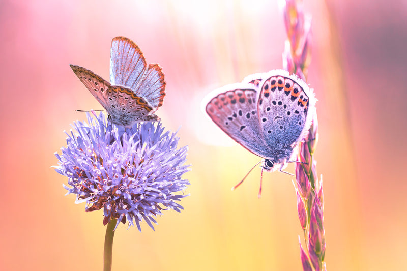 Butterfly Bokeh