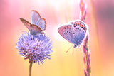 Butterfly Bokeh