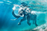 Ocean, Elephant, underwater, Canvas, gallery wrapped, wall decor, wall art, coastal, beachy, blue background, cute
