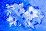 BLUE,      flower     MAGNOLIA     Wall Art     waiting room     us currency     stock market     shimmery     prints     office art     Office     money     metal print     investments     investing     flowers     floral     financial office     financial markets     financial     currency     colorful     canvas print     Canvas     bright lights     bills     benjamins     benjamin franklin     benjamin     art     100 dollar