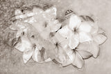 BLACK & WHITE,      flower     MAGNOLIA     Wall Art     waiting room     us currency     stock market     shimmery     prints     office art     Office     money     metal print     investments     investing     flowers     floral     financial office     financial markets     financial     currency     colorful     canvas print     Canvas     bright lights     bills     benjamins     benjamin franklin     benjamin     art     100 dollar