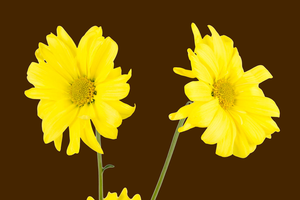 brown,  Wall Art waiting room vibrant relaxing prints pair on white office art Office metal print isolated home office happy flower floral daisy daisies colorful cheery canvas print Canvas art airy