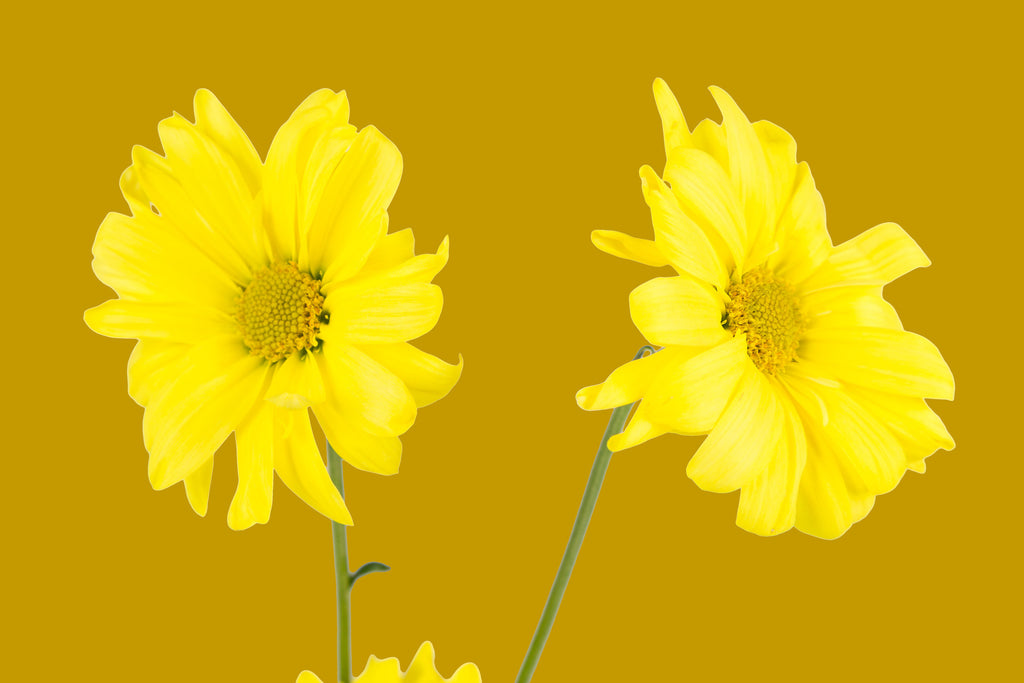 Gold,  Wall Art waiting room vibrant relaxing prints pair on white office art Office metal print isolated home office happy flower floral daisy daisies colorful cheery canvas print Canvas art airy