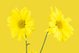 yellow, yellow on yellow,  Wall Art waiting room vibrant relaxing prints pair on white office art Office metal print isolated home office happy flower floral daisy daisies colorful cheery canvas print Canvas art airy
