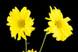 yellow on black,  Wall Art waiting room vibrant relaxing prints pair on white office art Office metal print isolated home office happy flower floral daisy daisies colorful cheery canvas print Canvas art airy