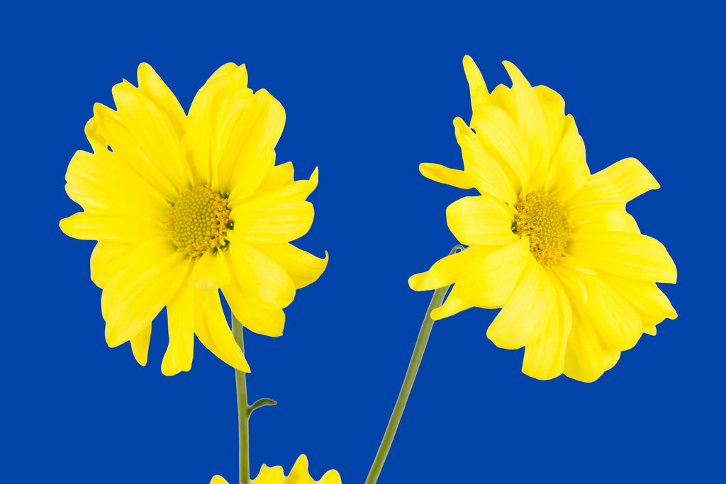 Blue Wall Art waiting room vibrant relaxing prints pair on white office art Office metal print isolated home office happy flower floral daisy daisies colorful cheery canvas print Canvas art airy