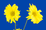 Blue Wall Art waiting room vibrant relaxing prints pair on white office art Office metal print isolated home office happy flower floral daisy daisies colorful cheery canvas print Canvas art airy