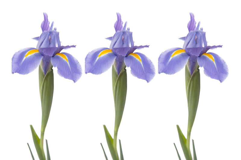 Wall Art waiting room vibrant three relaxing prints pink pair on white office art Office metal print isolated iris home office happy flower floral colorful cheery canvas print Canvas blue black and blue black art airy