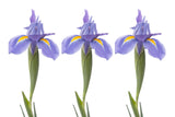 Blue Iris Platoon