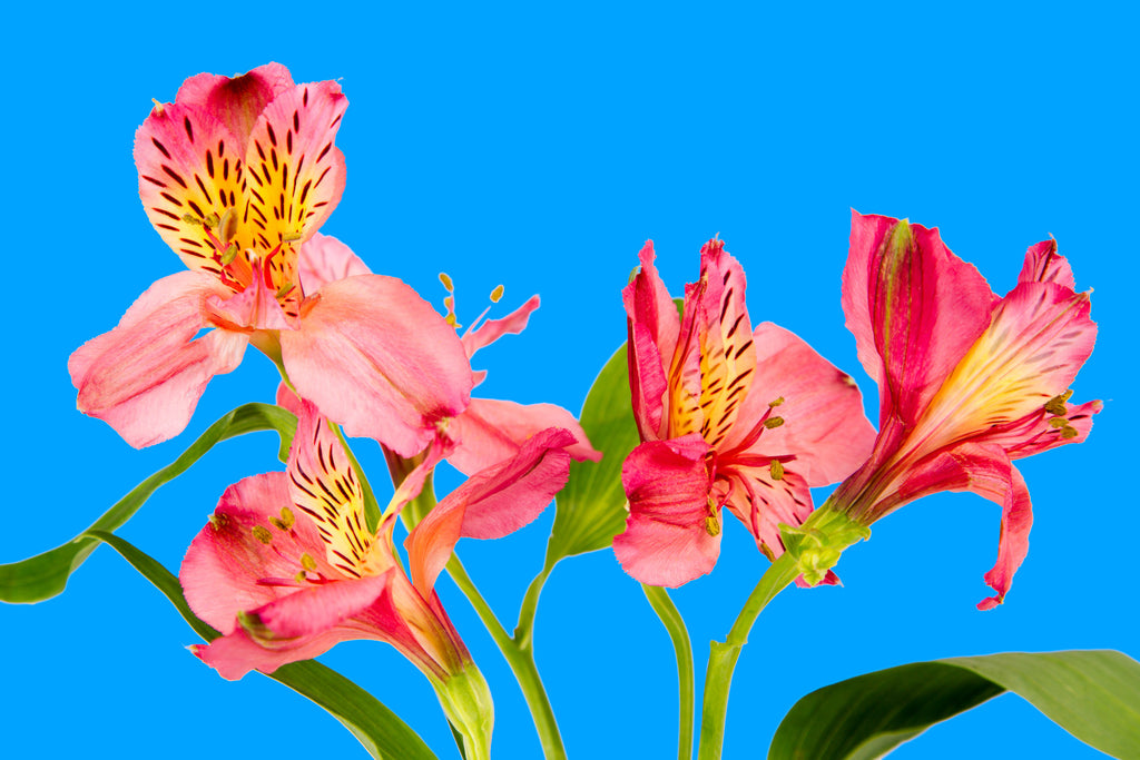 Lovely Red & Pink Flowers
