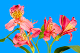 Lovely Red & Pink Flowers
