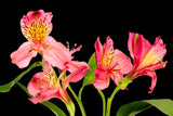 red, iris, on black,  Wall Art waiting room vibrant sparkling relaxing red roses red prints pink on white olive office art Office metal print isolated iris home office happy green flower floral dark green colorful cheery canvas print Canvas bundle bunch bright bouquet black and white black art airy