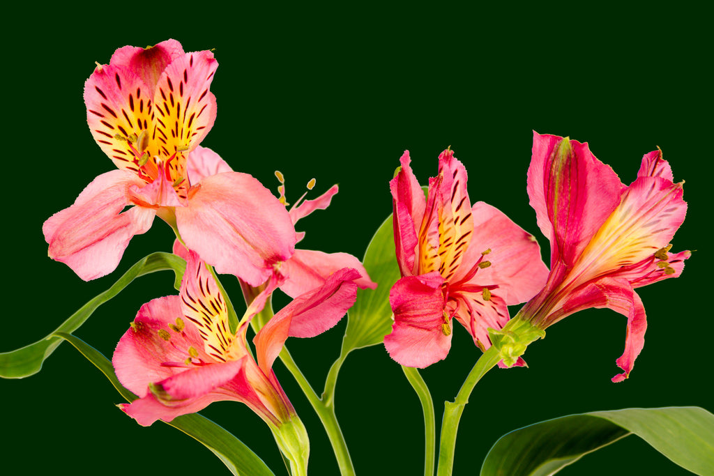 green, iris,  Wall Art waiting room vibrant sparkling relaxing red roses red prints pink on white olive office art Office metal print isolated iris home office happy green flower floral dark green colorful cheery canvas print Canvas bundle bunch bright bouquet black and white black art airy