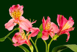 green, iris,  Wall Art waiting room vibrant sparkling relaxing red roses red prints pink on white olive office art Office metal print isolated iris home office happy green flower floral dark green colorful cheery canvas print Canvas bundle bunch bright bouquet black and white black art airy