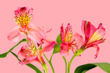 iris, pink, pink iris,  Wall Art waiting room vibrant sparkling relaxing red roses red prints pink on white olive office art Office metal print isolated iris home office happy green flower floral dark green colorful cheery canvas print Canvas bundle bunch bright bouquet black and white black art airy