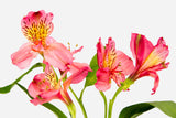 Lovely Red & Pink Flowers