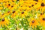 Bathing in Yellow Sun