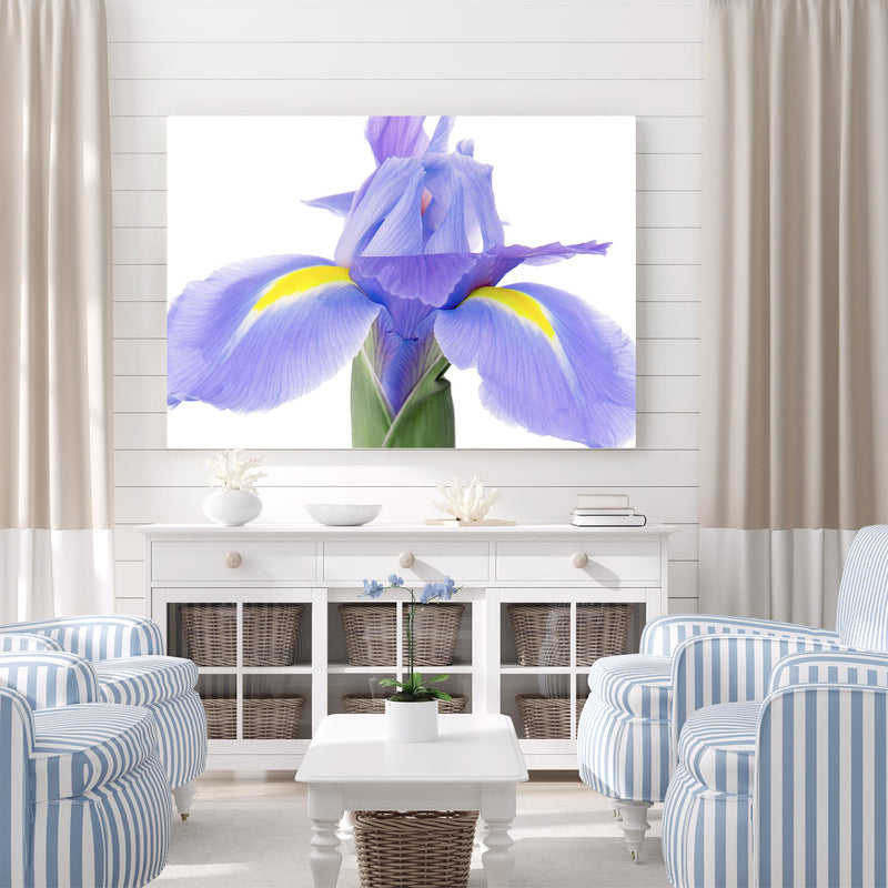 Classic Blue Iris
