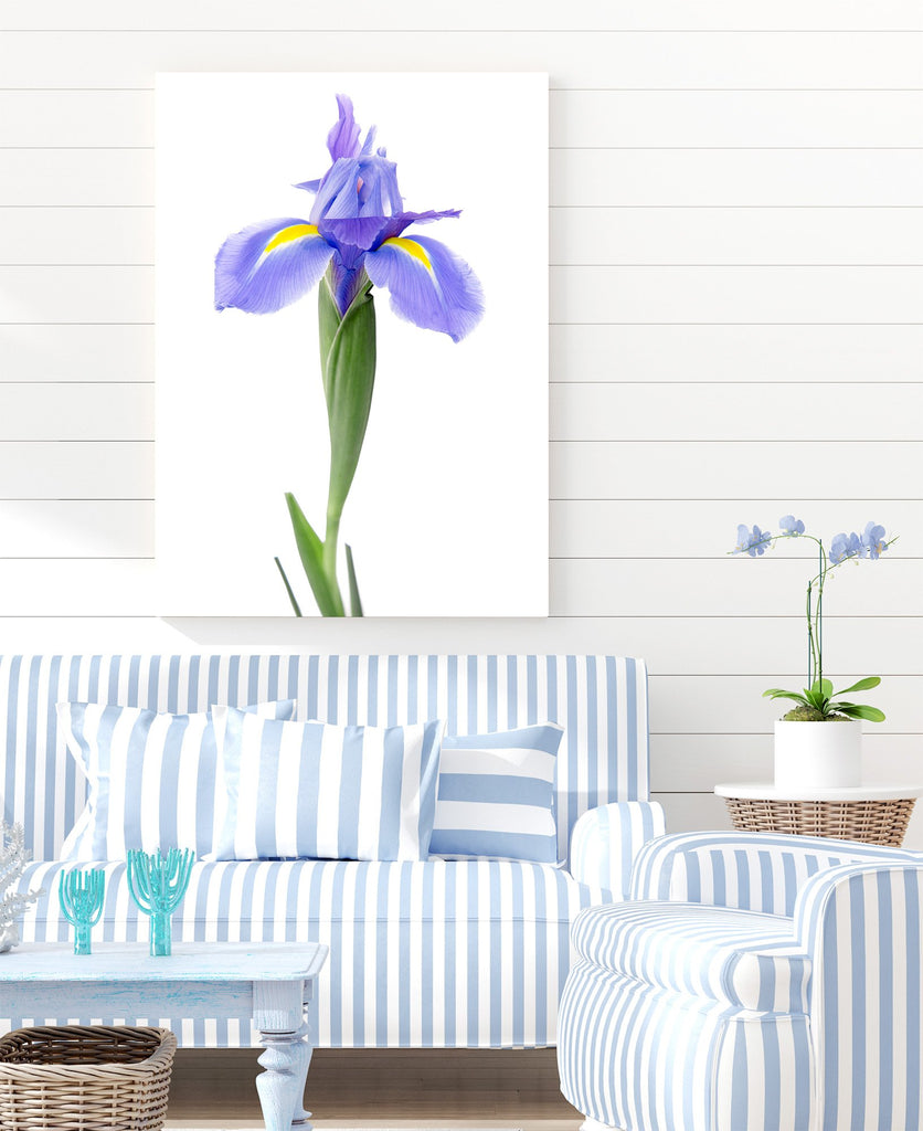 Classic Blue Iris