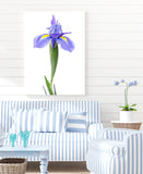 Classic Blue Iris