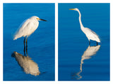 No Regret Egrets in Blue Water - TWO Panel Singles
