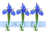 Iris & Legal Icons in Several Rich Colors