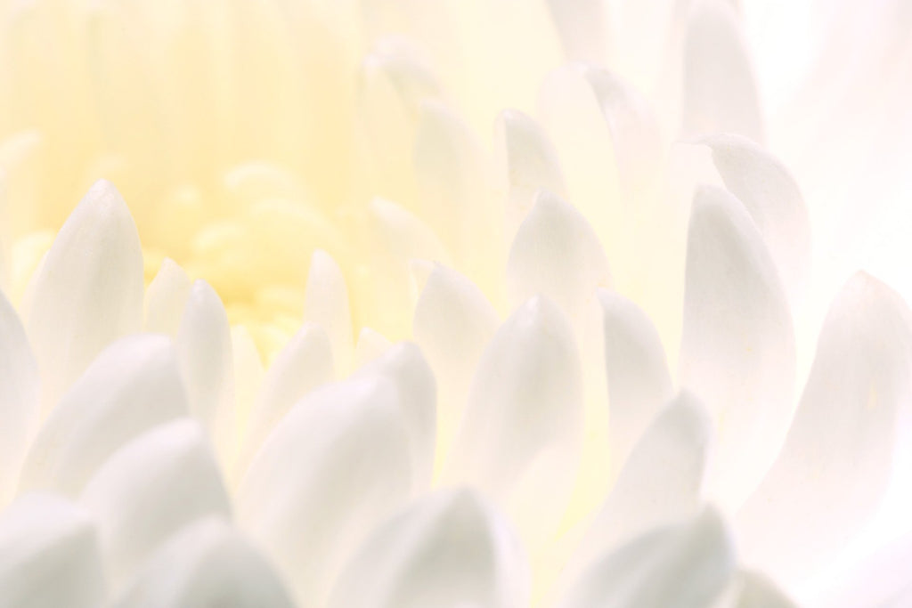 Dahlia, White, Flower, Petals, Canvas, gallery wrapped, wall decor, wall art