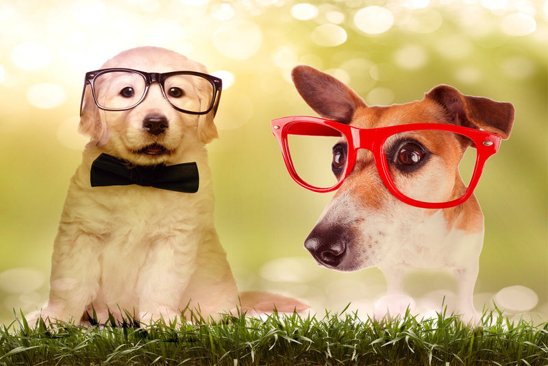 Wall Art waiting room sunshine snellen Optometry Optometrist Opthalmology Ophthalmology Ophthalmologist Office metal Glasses frames Eyes eye chart dog cute Canvas art adorable