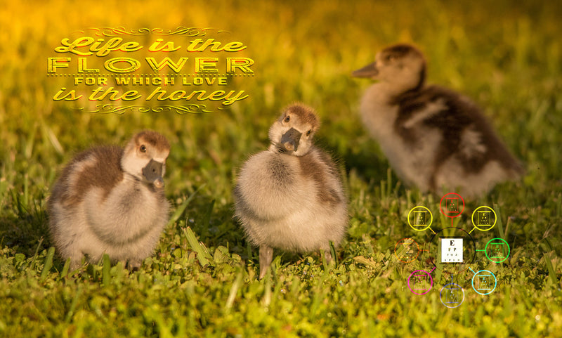 ducklings, art, office, canvas, metal, snellen, cute, office art