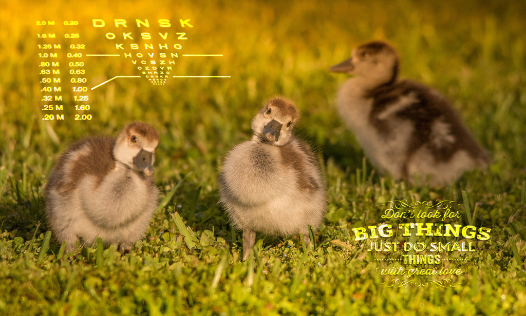 ducklings, art, office, canvas, metal, snellen, cute, office art