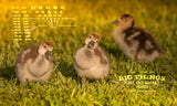 Adorable Ducklings in the Sunshine