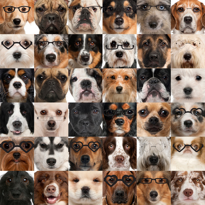 glasses on dogs, dogs in frames, dog glasses, doggie glasses,      whimsical     Wall Art     waiting room     playful     Optometry     Optometrist     Opthalmology     Ophthalmology     Ophthalmologist     Office     metal     Glasses     frames     dog     cute     Canvas     art
