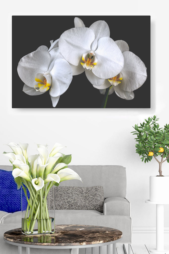 White Orchids Caught in Timeless Shadow on Rich Black