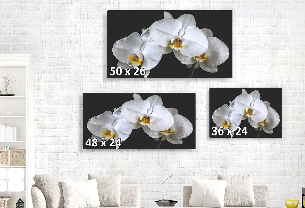 White Orchids Caught in Timeless Shadow on Rich Black