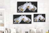 White Orchids Caught in Timeless Shadow on Rich Black