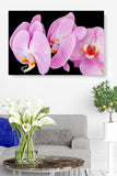 Lovely Orchids in the Rain