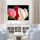 Lillies in a Gaggle